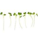 Eden Micro Greens Daikon Rettich sep