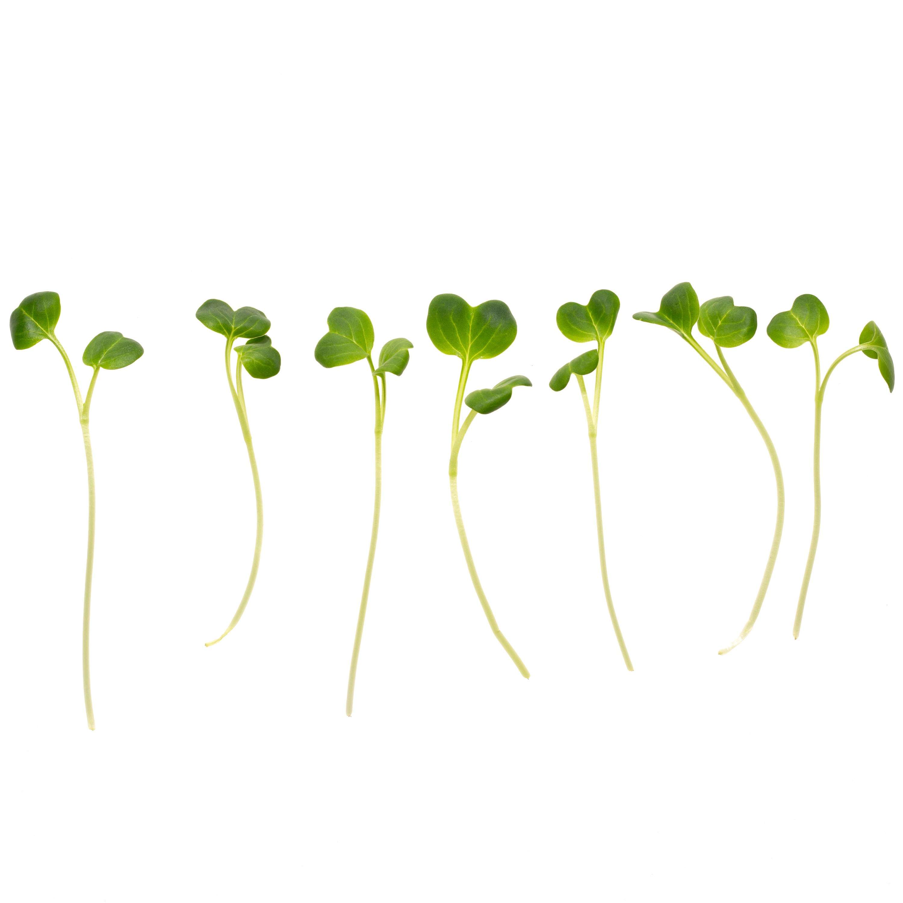 Eden Micro Greens Daikon Rettich sep