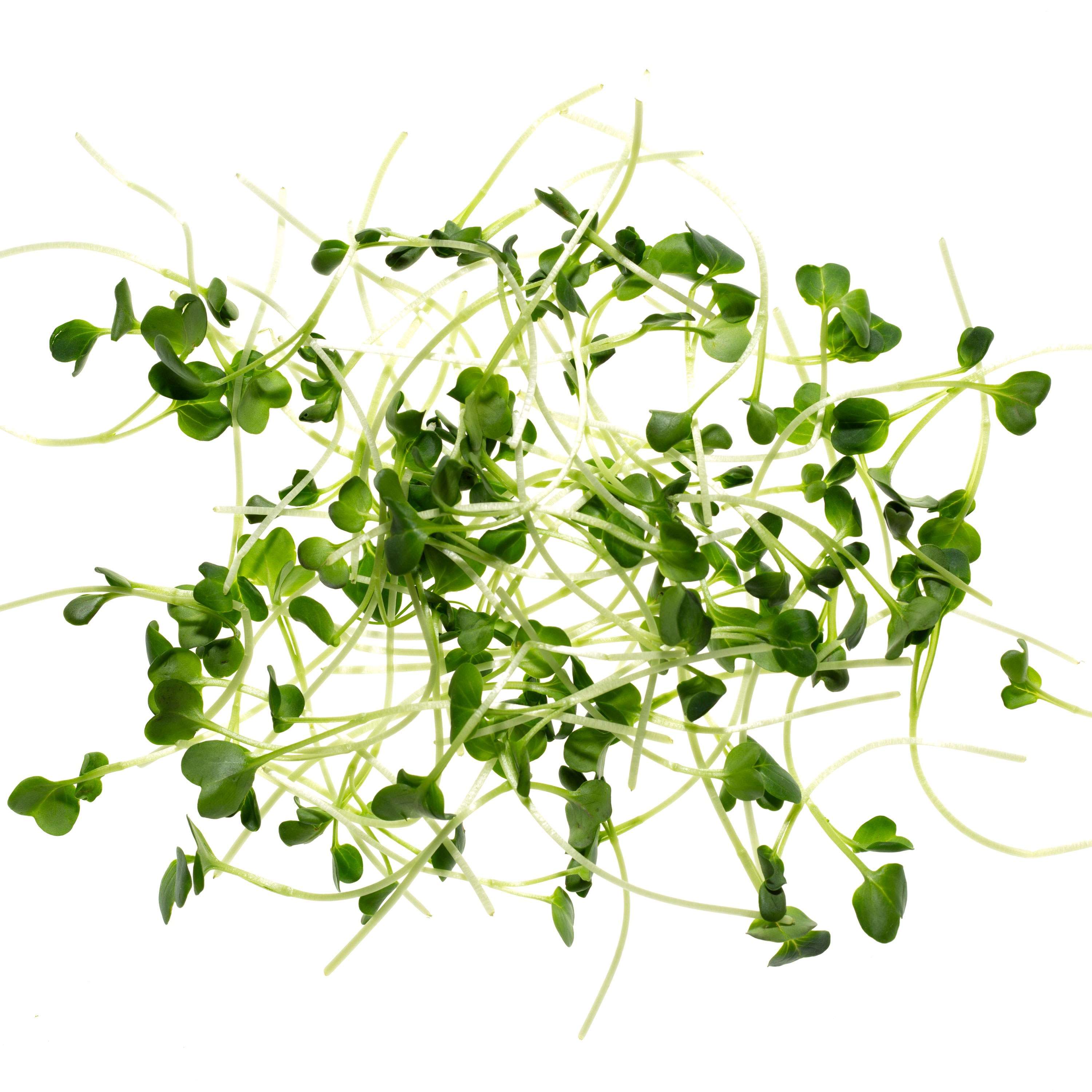 Eden Micro Greens Daikon Rettich