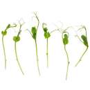 Eden Micro Greens Suesserbse sep