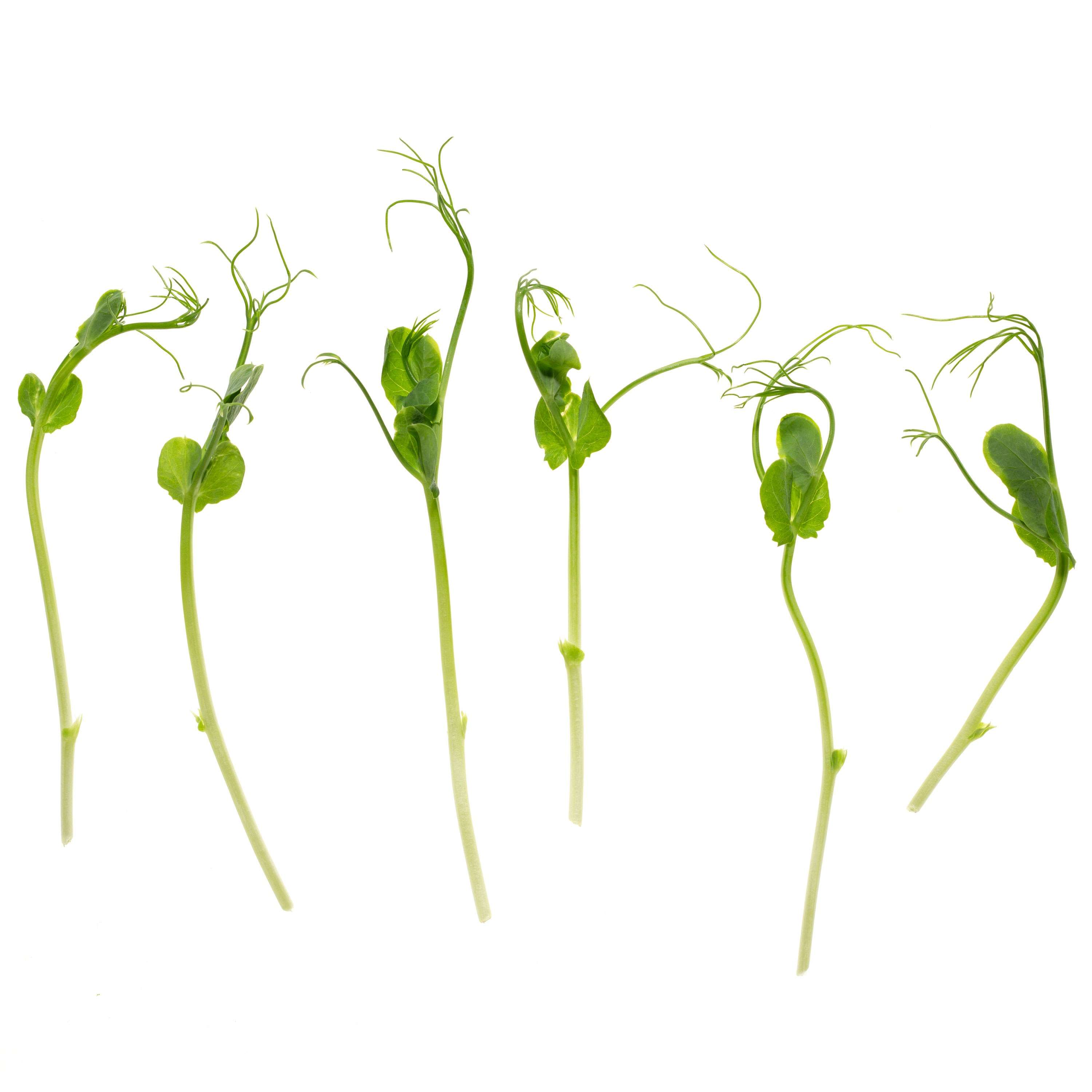 Eden Micro Greens Suesserbse sep