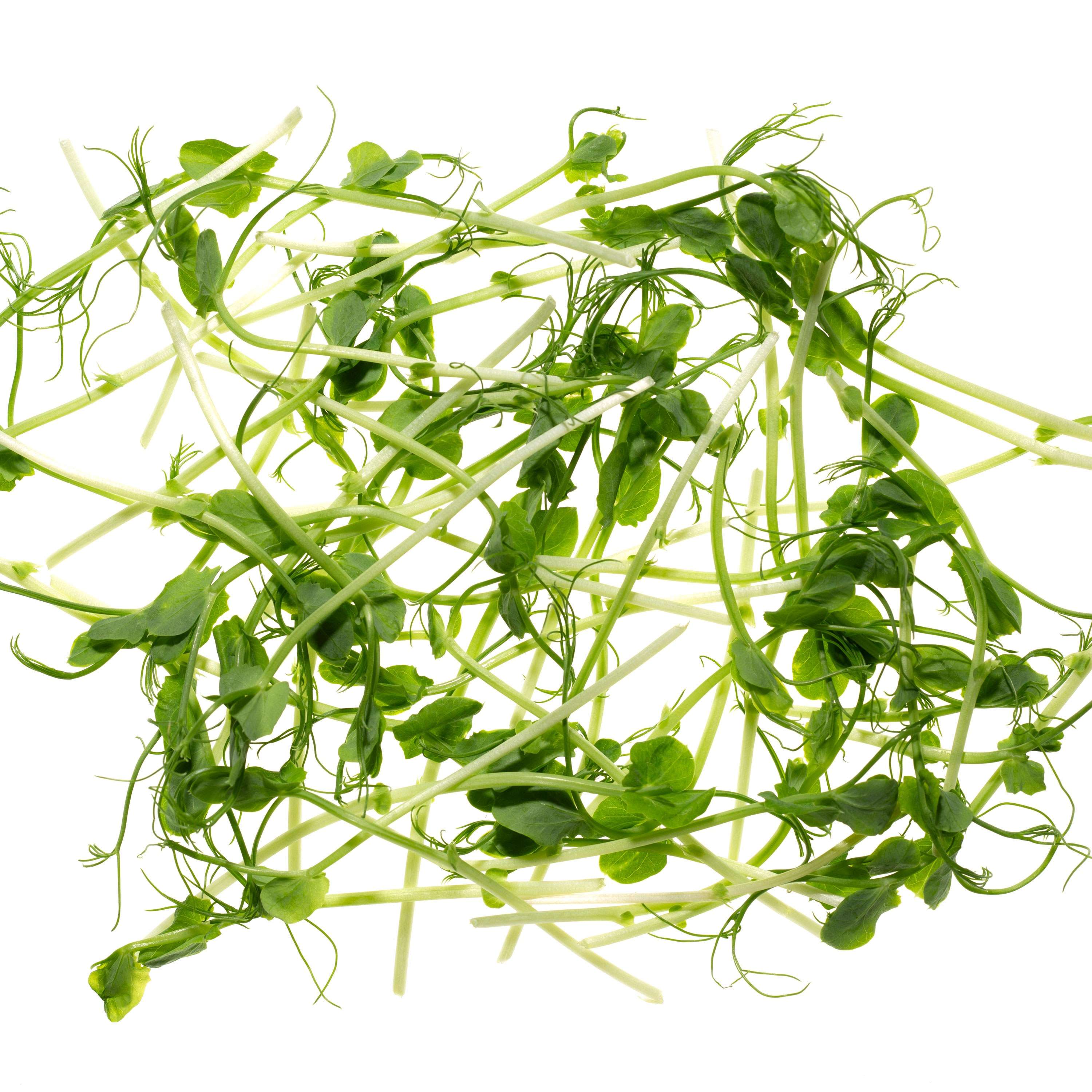 Eden Micro Greens Suesserbse