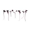 Eden Micro Greens Roter Rettich sep