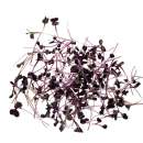 Eden Micro Greens Roter Rettich