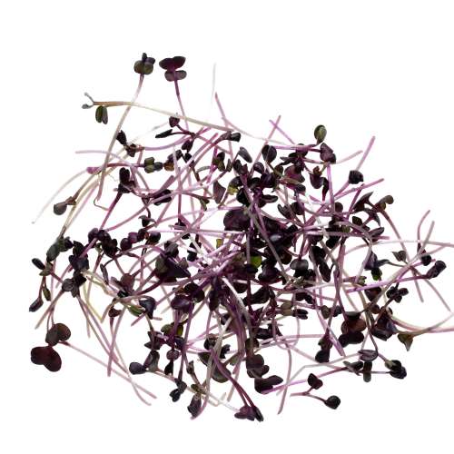 Eden Micro Greens Roter Rettich