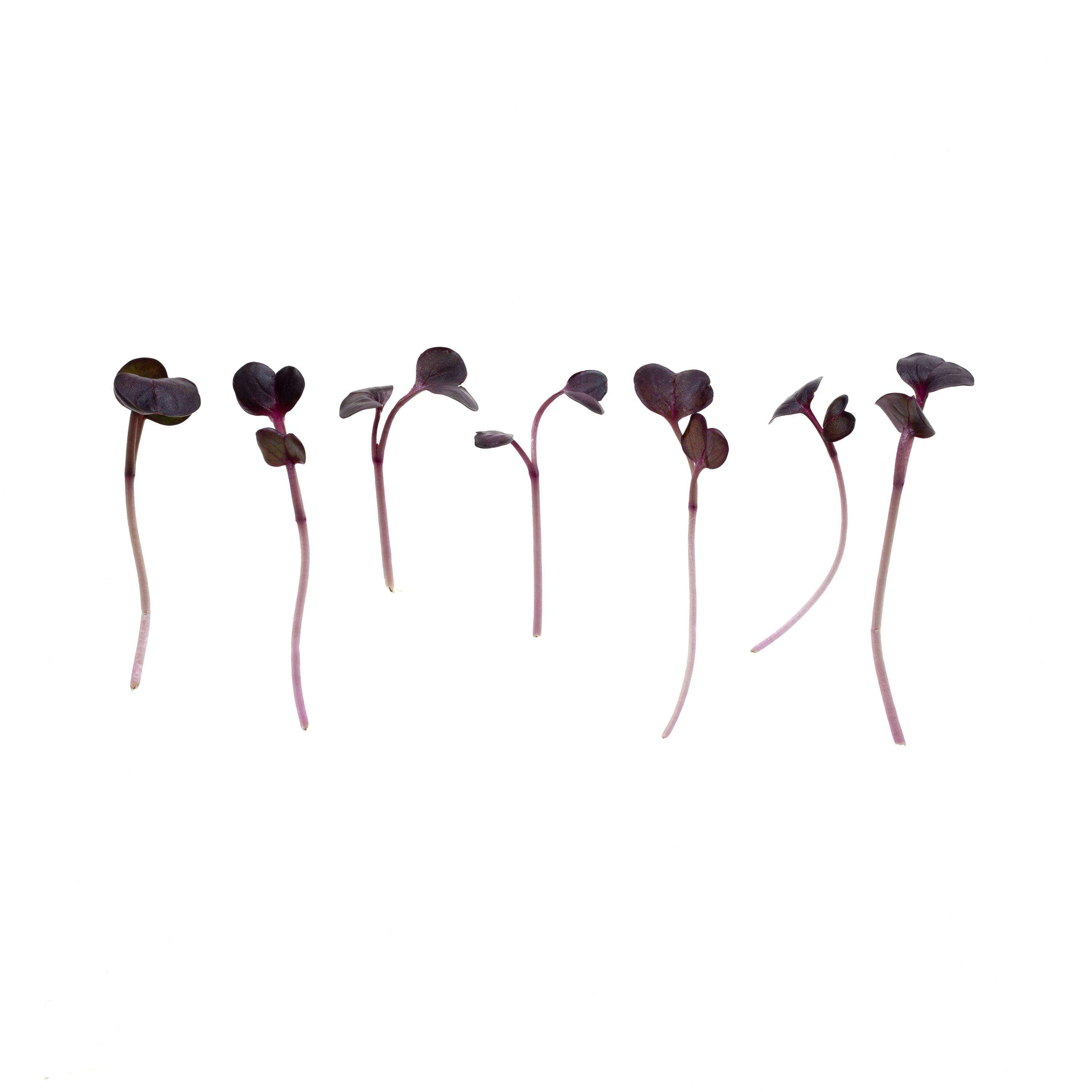 Eden Micro Greens Roter Rettich sep