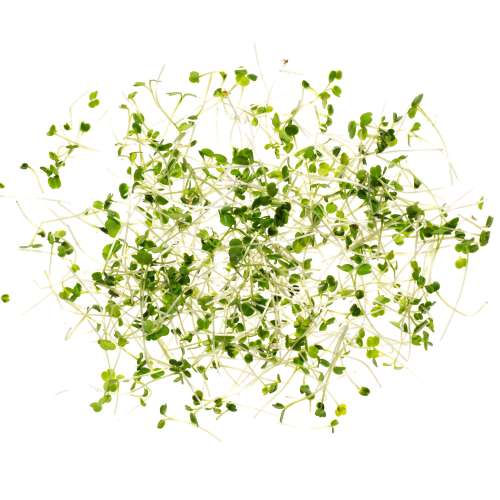Eden Micro Greens Rucola