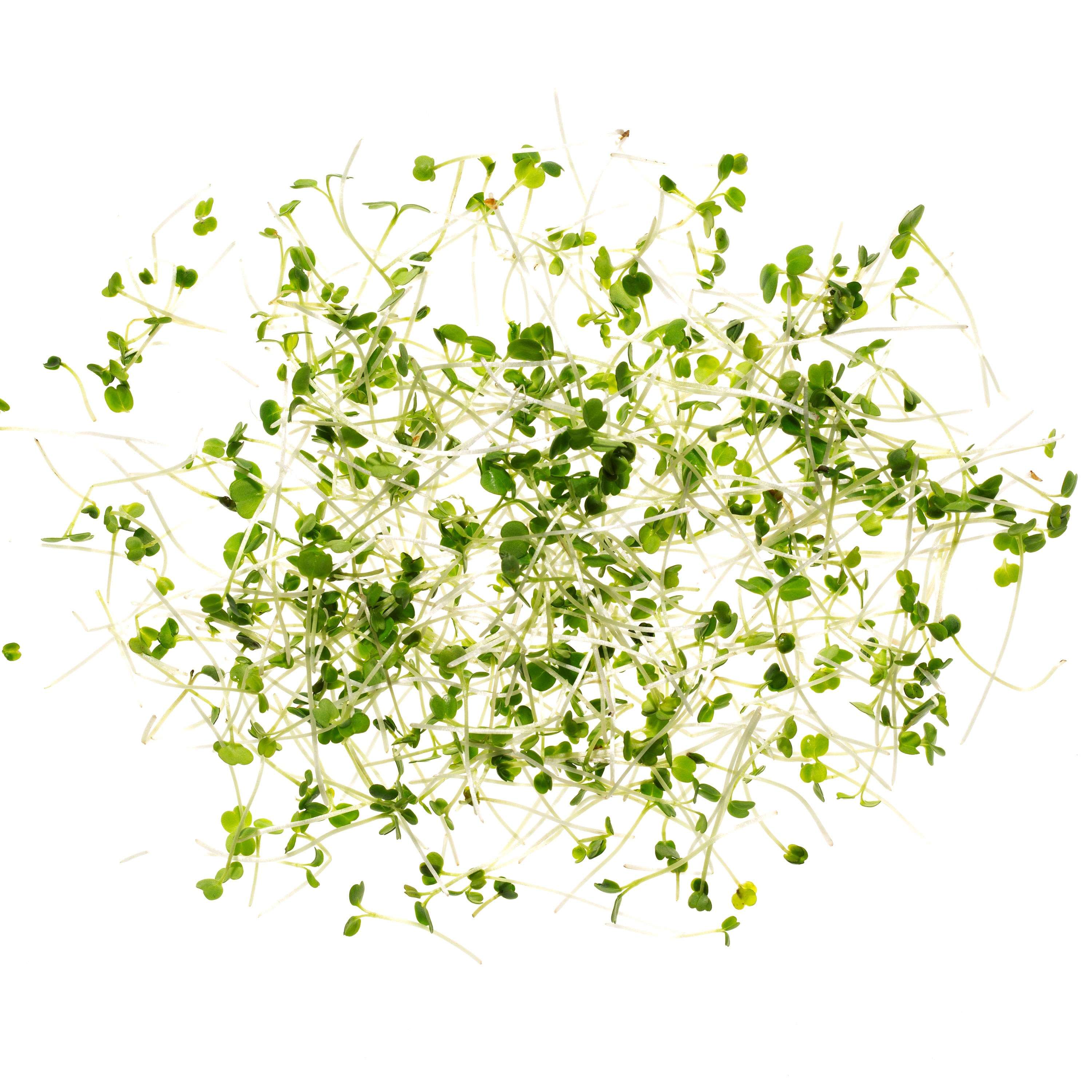 Eden Micro Greens Rucola