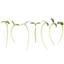 Eden Micro Greens Sonnenblume sep