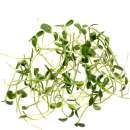 Eden Micro Greens Sonnenblume