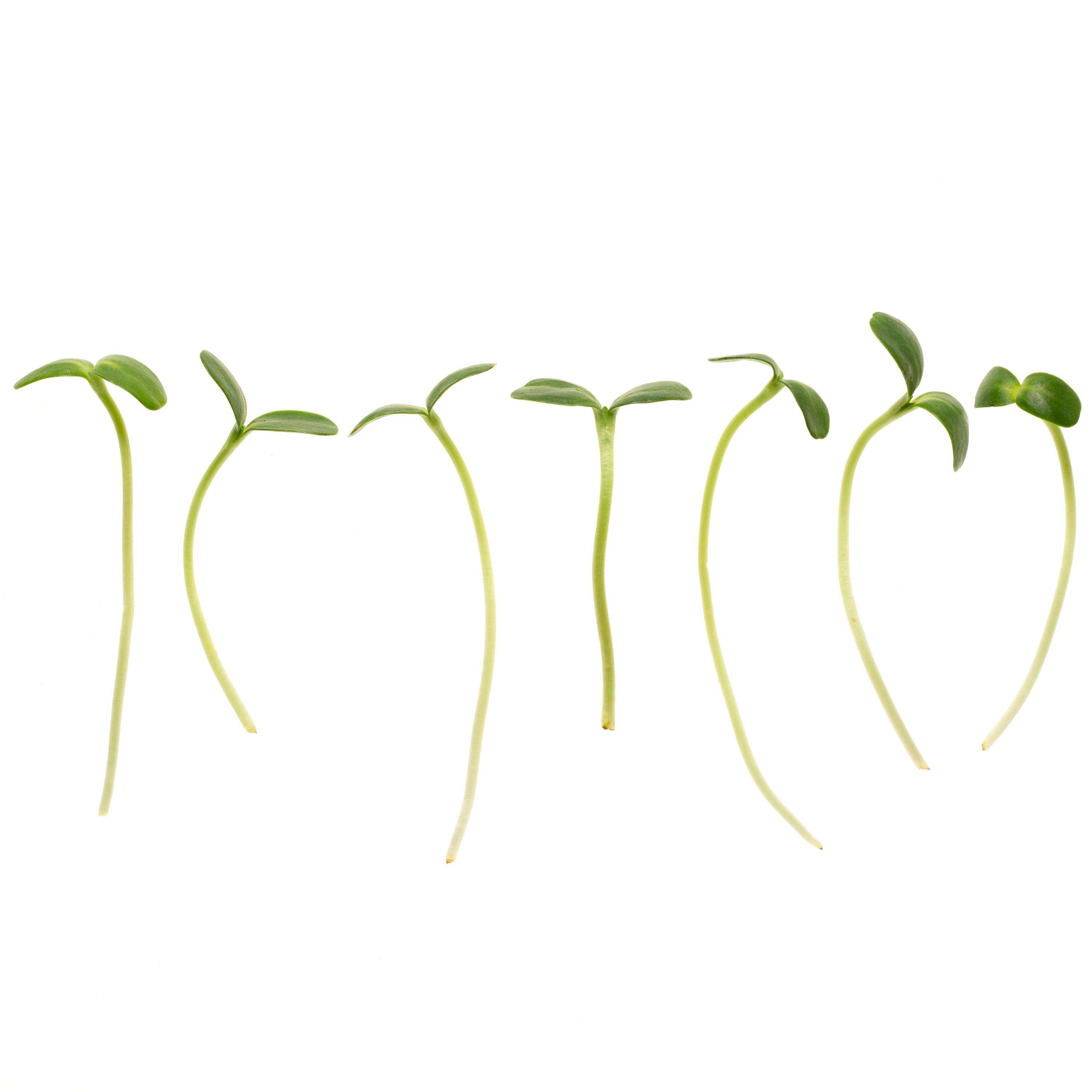 Eden Micro Greens Sonnenblume sep