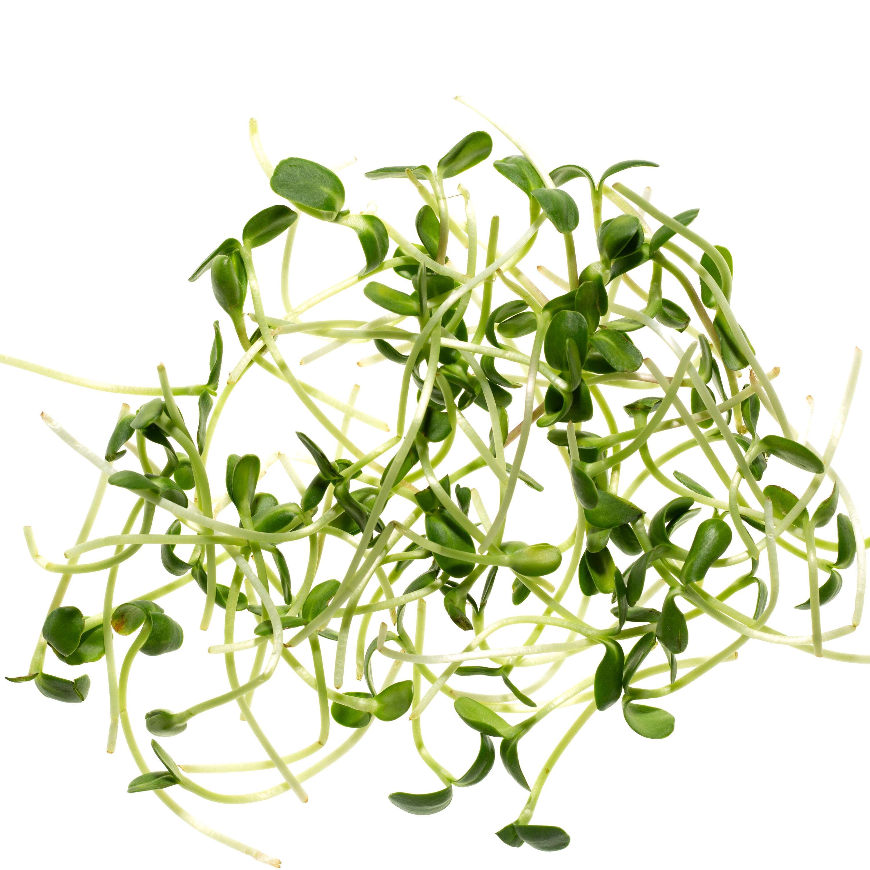 Eden Micro Greens Sonnenblume