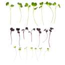 Eden Micro Greens Power Mix det