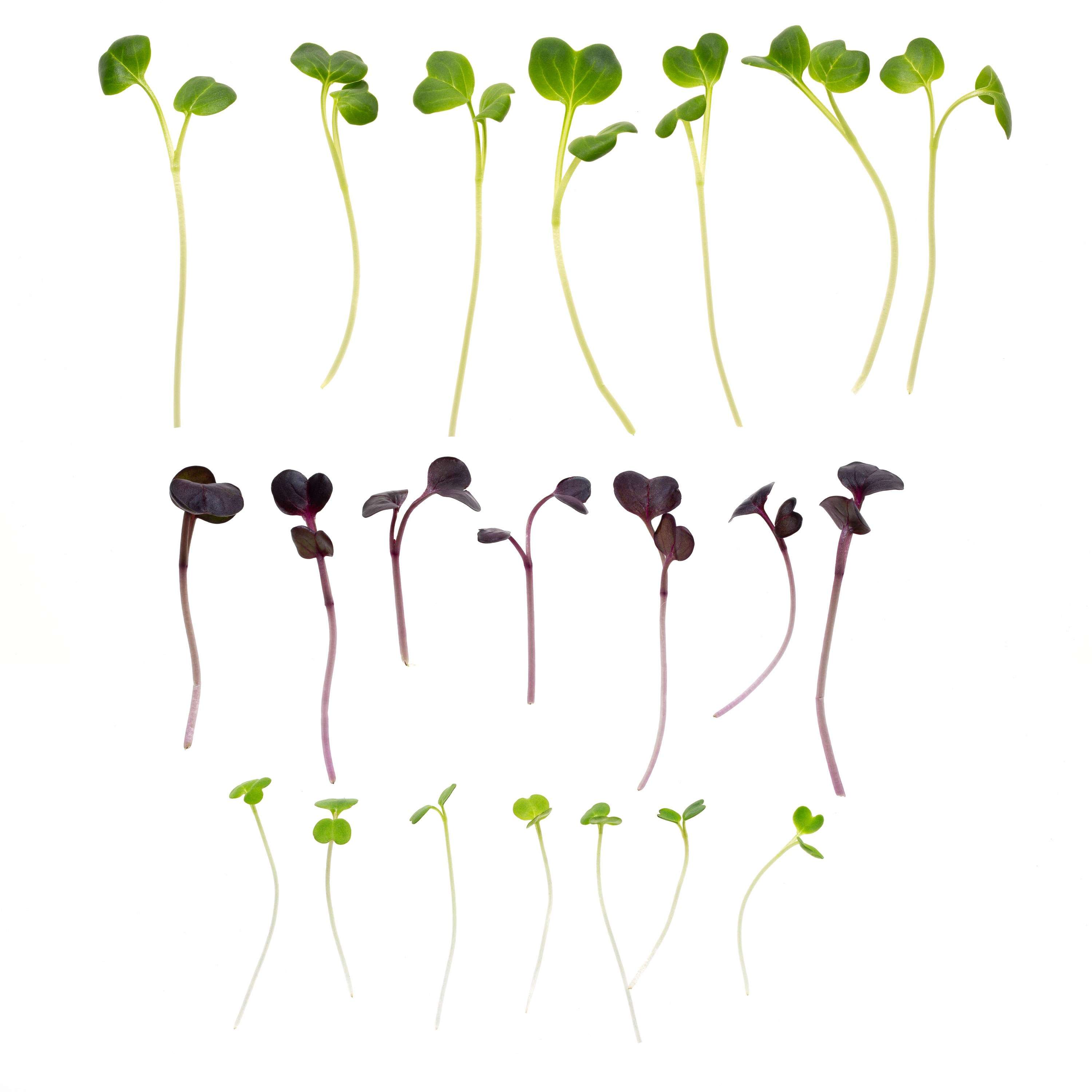 Eden Micro Greens Power Mix det