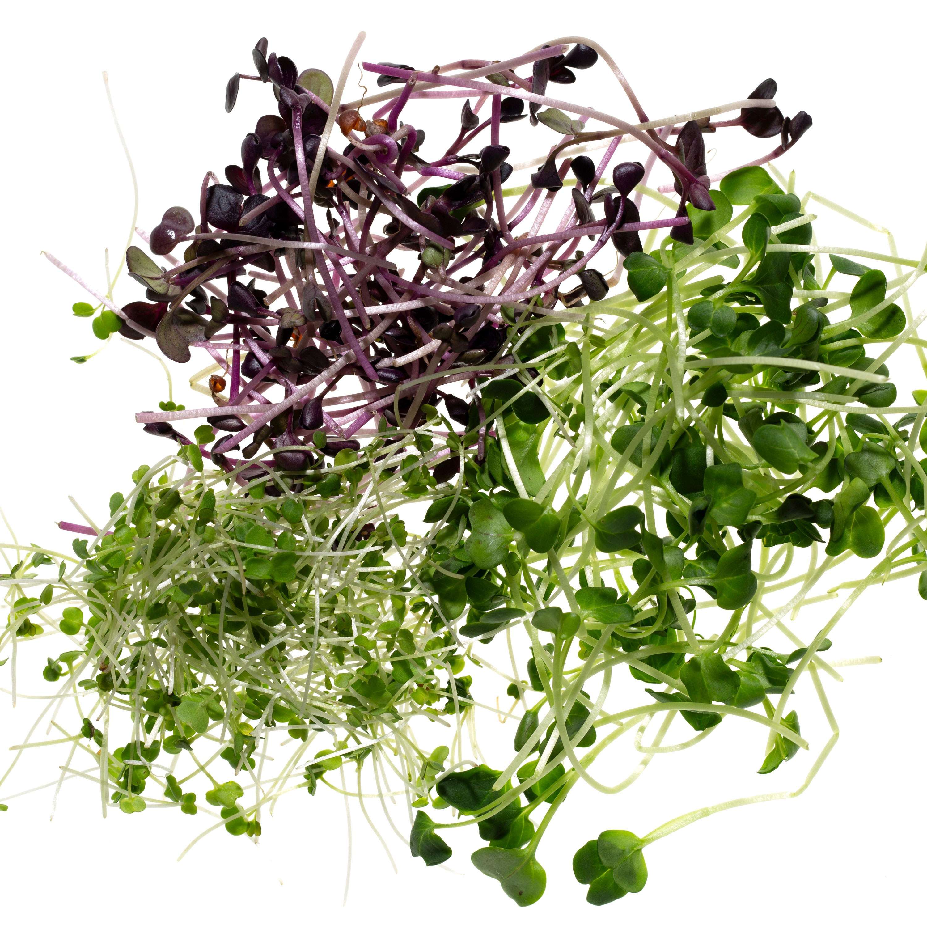 Eden Micro Greens Power Mix sep