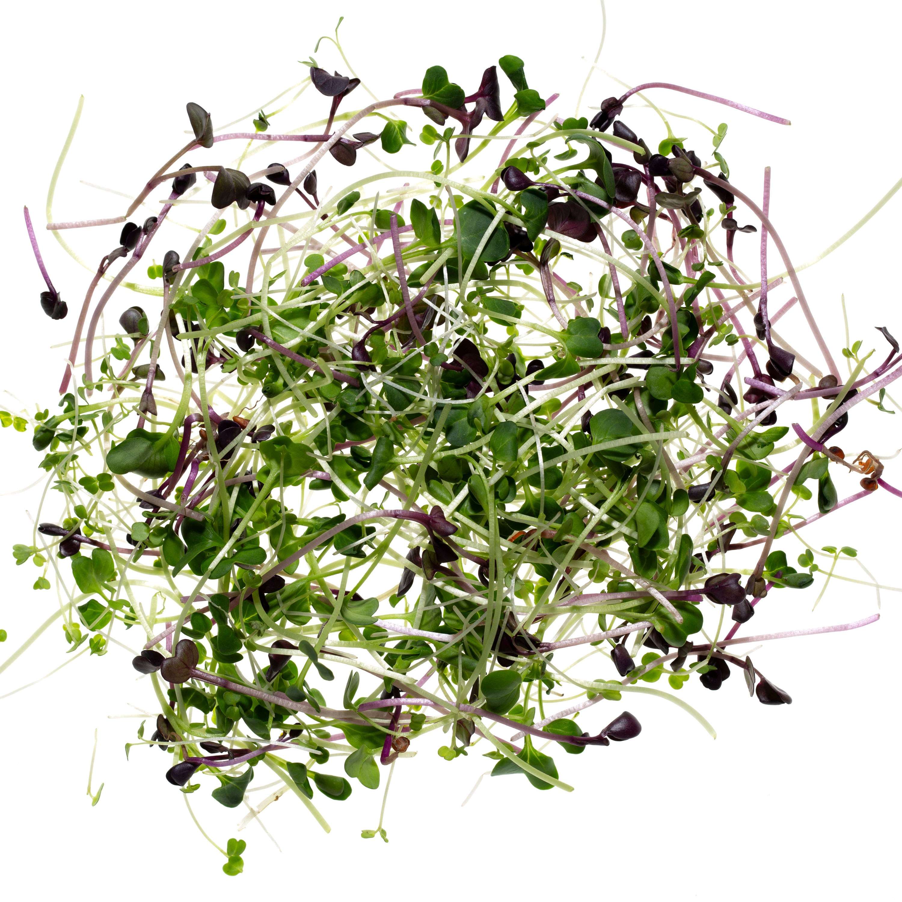 Eden Micro Greens Power Mix