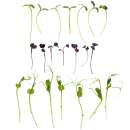 Eden Micro Greens Protein Mix det