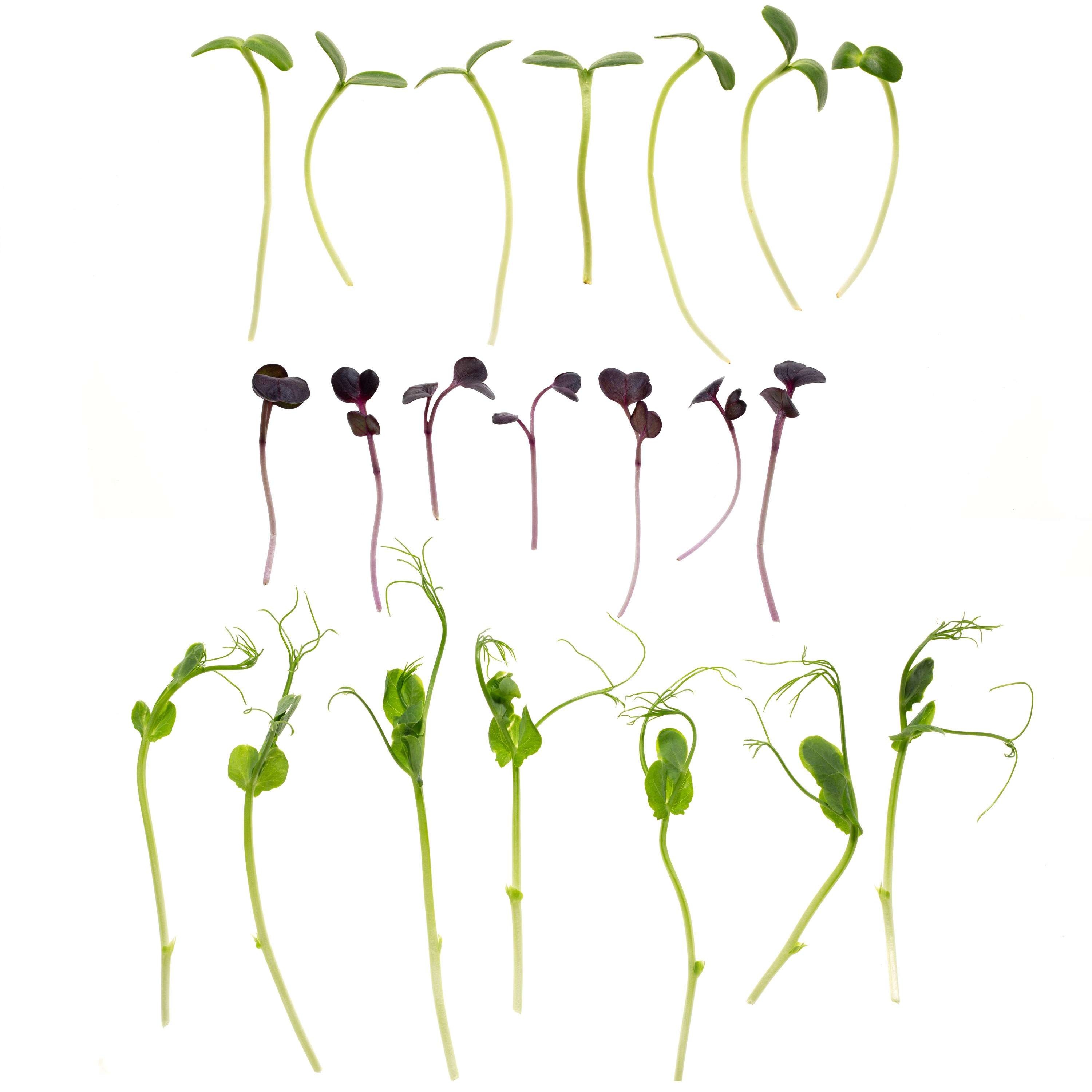 Eden Micro Greens Protein Mix det