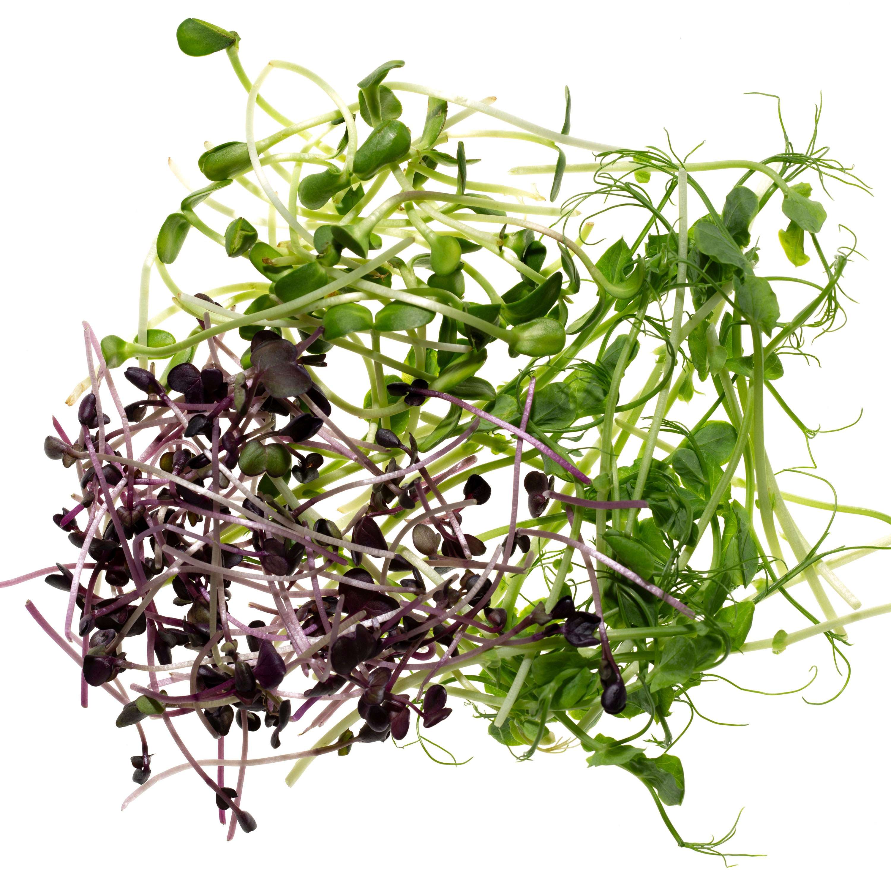 Eden Micro Greens Protein Mix sep