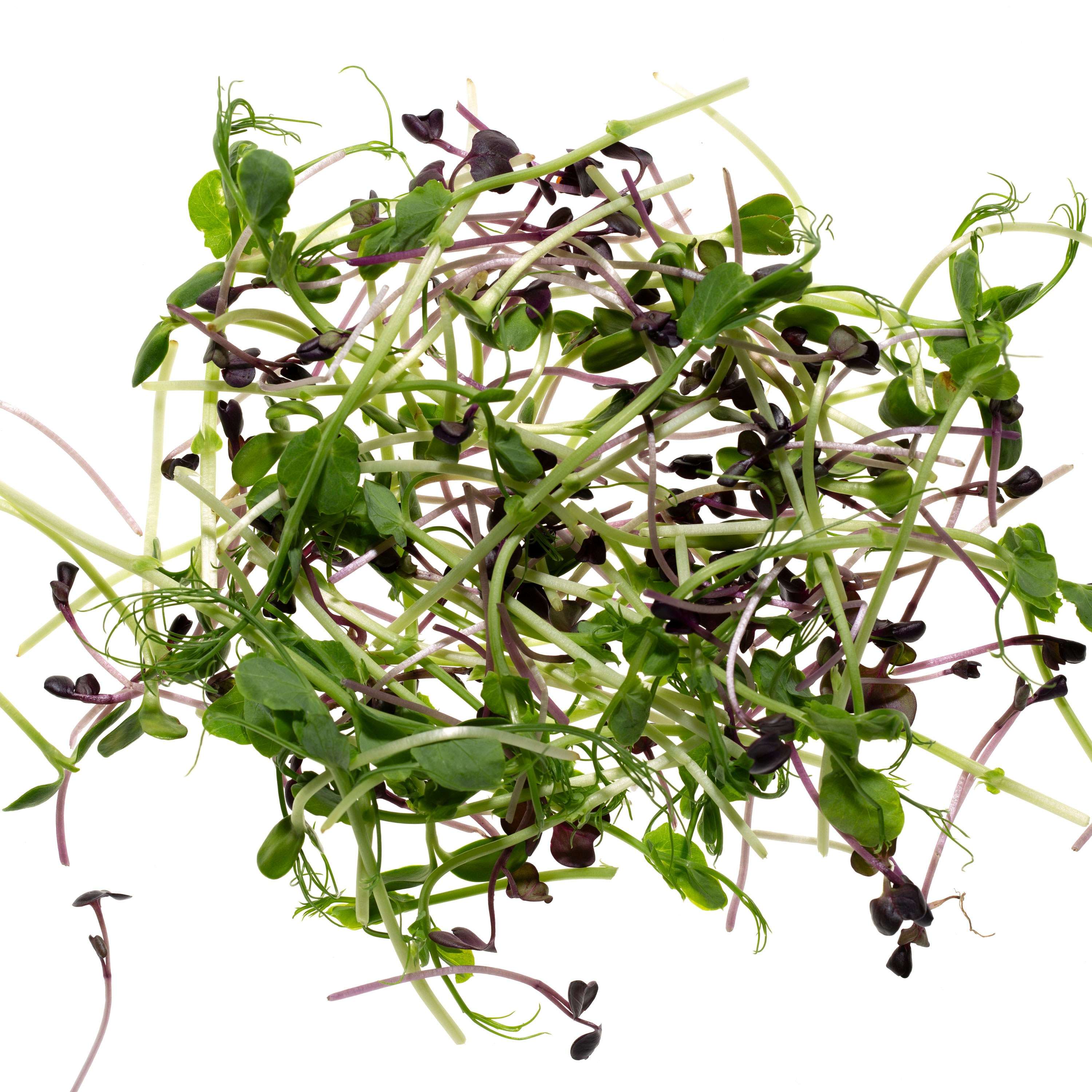 Eden Micro Greens Protein Mix